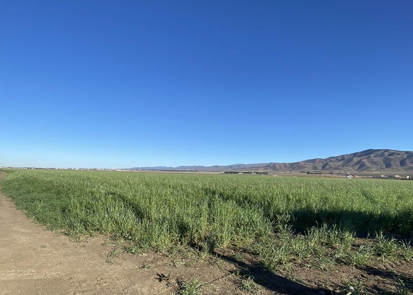 California-based grower Braga Fresh is celebrating Earth Day by giving a field report on successes and failures of its low-tillage farming trials. 