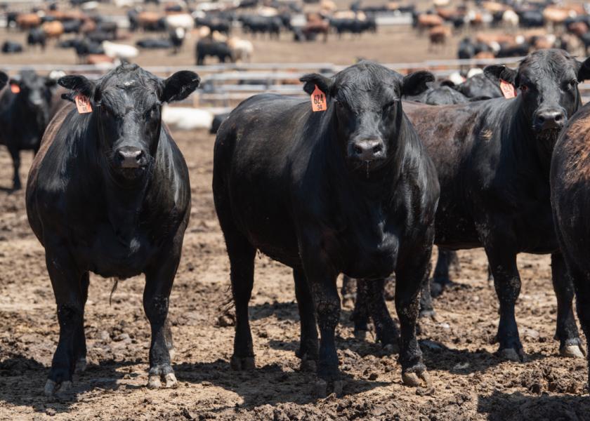 More Select grading carcasses and fewer Prime goes against what beef customers desire. To offset this drop, end users have adopted a new chilling method to increase reserves before prices soar.