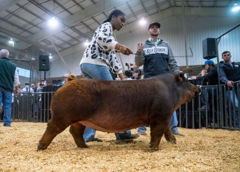 The crowd roared when Caroline Gaye walked into the Night of Stars Gilt Sale at the Oklahoma Youth Expo with her Duroc gilt, Penny. Penny is just not some pig – nor is Caroline Gaye just another 16-year-old showman. 