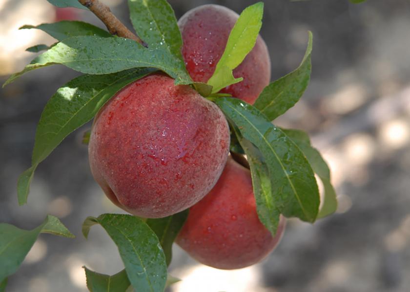 Florida peach season is short, sweet and full of opportunity for retailers.