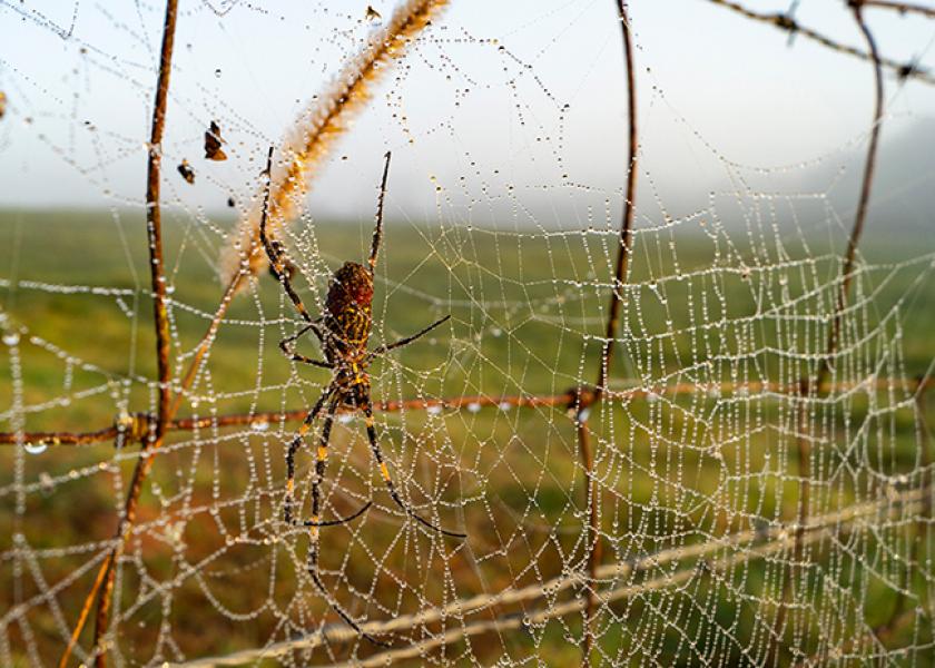 The Joro spider doesn’t pose a threat to people or animals. Instead, it is one of the few creatures that prey on stink bugs, which are a significant problem for southern crops.