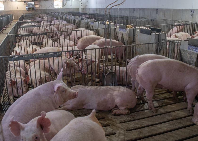 Researchers have studied differences in how barrows and gilts are managed to determine opportunities available for producers to feed or manage the two populations for greater profits.