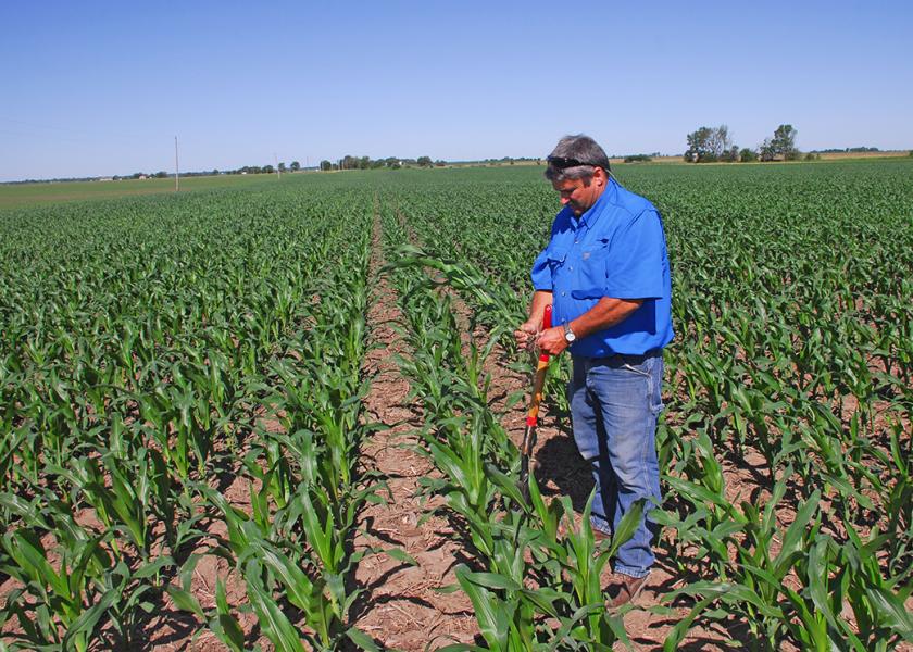 Ken Ferrie in the field evaluating corn.