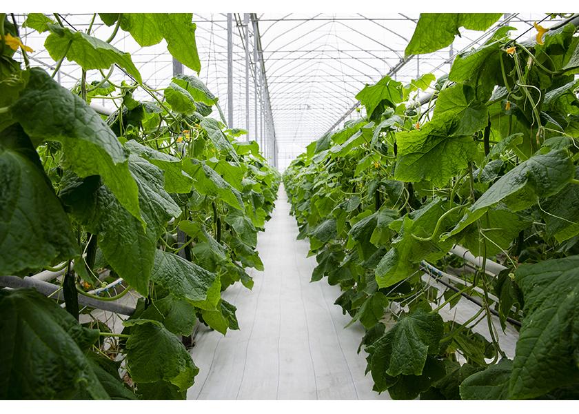 Hydroponic cucumber grower Great Lakes Greenhouses will be first-time exhibitors at the Canadian Produce Marketing Association's upcoming convention and trade show. 