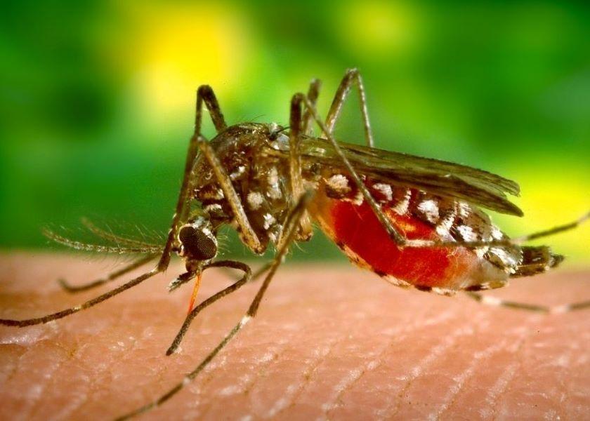 Mosquitoes are attracted to body heat and the carbon dioxide that is emitted when we breathe.
