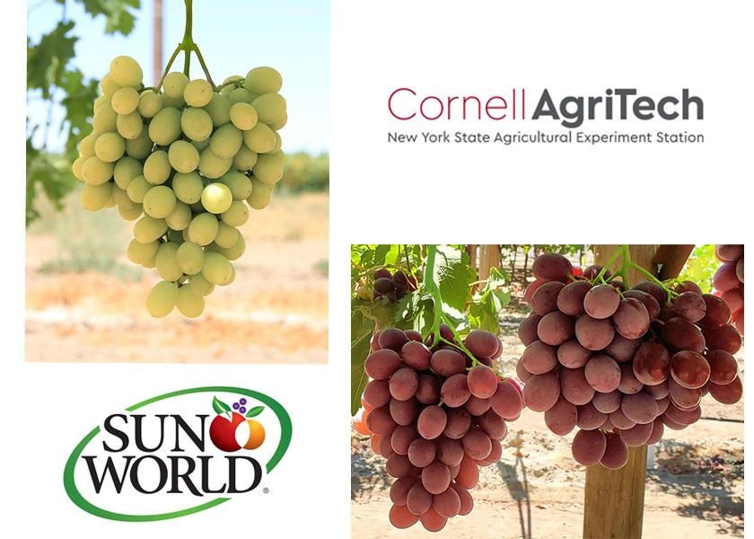 New varieties swell organic grape category