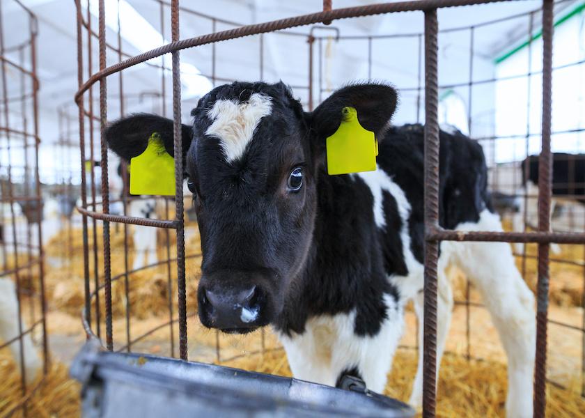 It is well-known that sub-acute ruminal acidosis (SARA) is a harmful and costly condition for adult dairy cows. But when calves get SARA, is it bad news for them, too? A Canadian researcher’s conclusion: maybe not. 