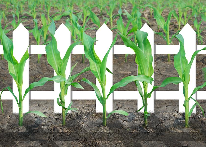 Modern, high-tech planters can produce “picket fence” stands of corn with seedlings so uniform they look like they’ve been photocopied. But does precise planting pay?