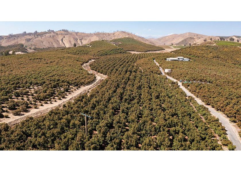 California organic avocado farm