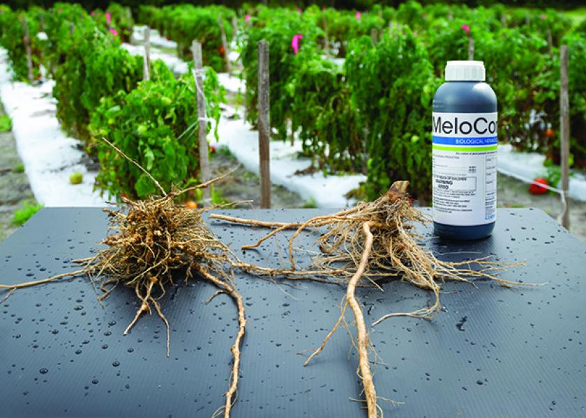 Roots from a recent Florida trial of MeloCon LC on tomatoes are healthier and protected from nematode damage when treated with the new biological control.