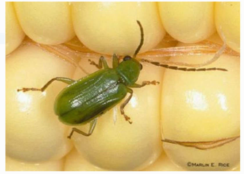 The northern corn rootworm is typically a solid green color, which can vary in degree from light to dark shades.