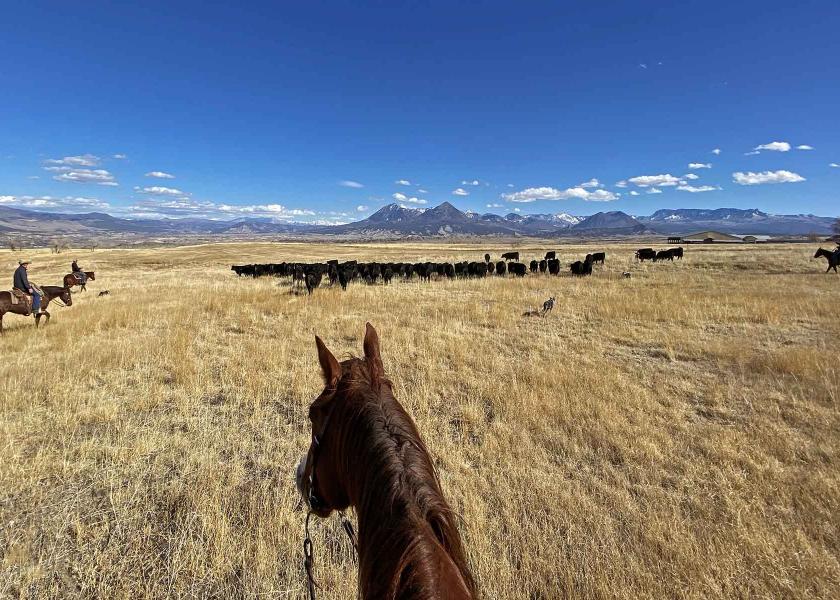 With spring upon us and drought persists, liquidation puts the industry on track to reduce the nation’s cowherd back near 2014 levels, which was the smallest beef cowherd since 1952.
