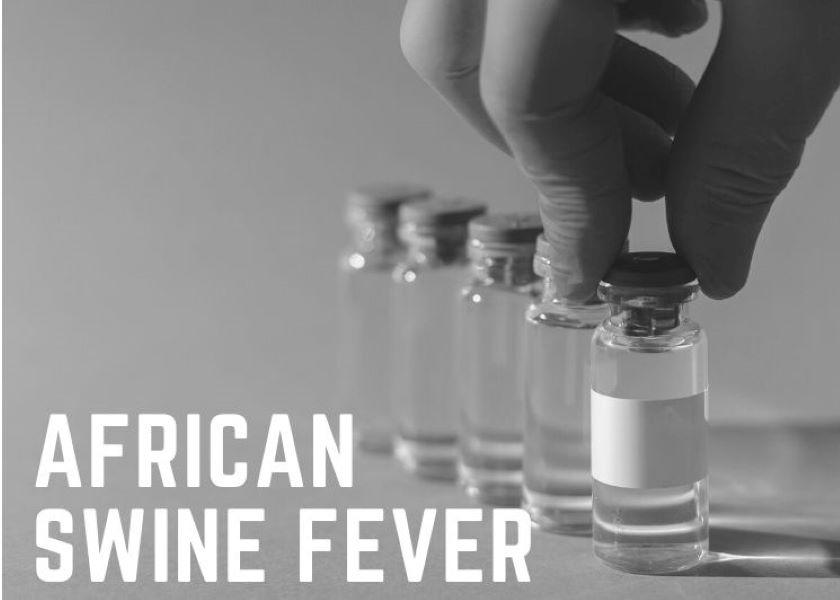 Attempts to develop safe vaccines capable of protecting against African swine fever infection and the disease have been largely unsuccessful, says Juergen Richt.