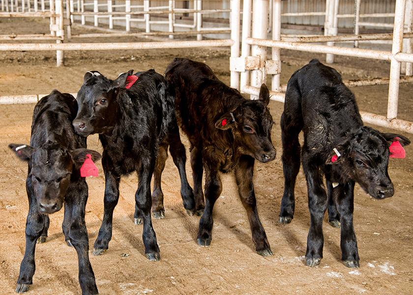 The 2021 NAAB year-end report showed that Beef x Dairy sales totaled 8.5 million units, an increase of more than 30% over 2020.