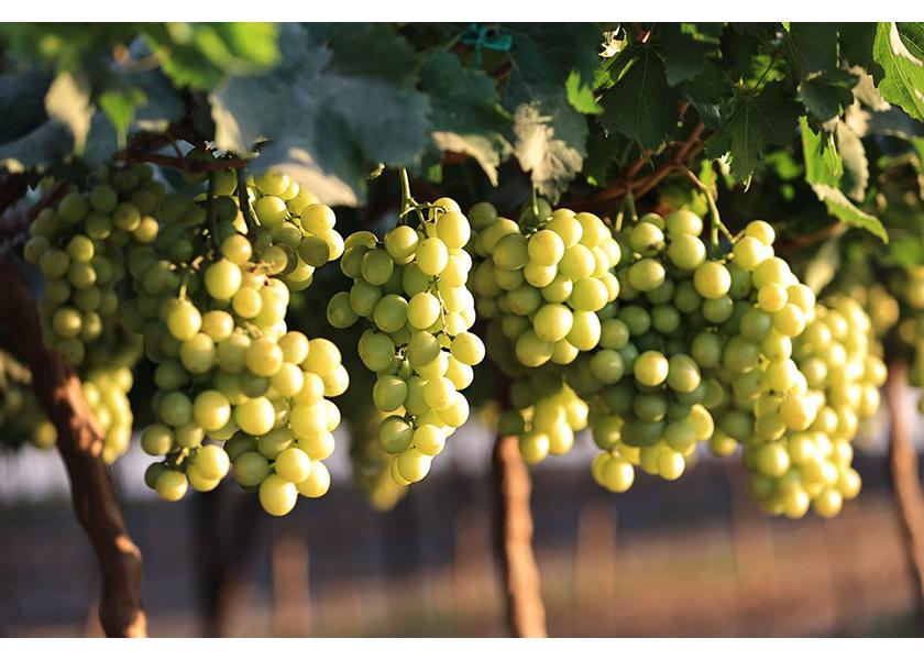 Divine Flavor LLC, Nogales, Ariz., grows and distributes more than 20 commercial varieties of table grapes, more than 90% of which are grown organically, including these Sweet Globe grapes, says Carlos Bon, vice president of sales.