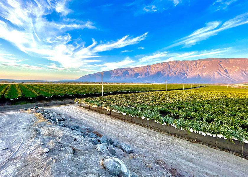 Nogales, Ariz.-based Divine Flavor LLC expects to have a fresh, flavorful organic table grape crop from its newest vineyards in Jalisco, Mexico, starting in April, when volume from South America is starting to wind down, says Carlos Bon, vice president of sales.