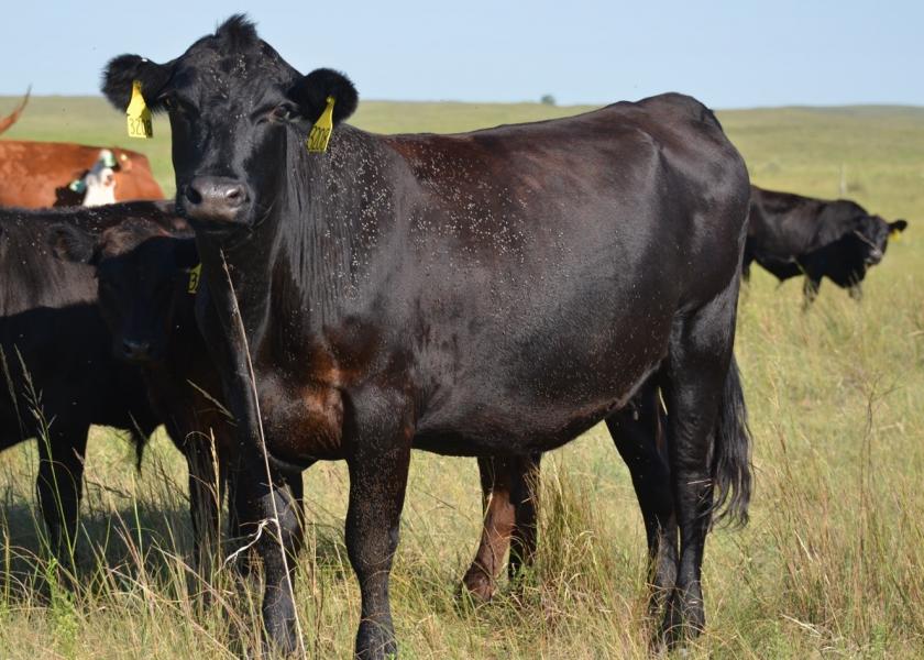 Monitoring horn fly numbers on your cattle helps determine proper fly control management.