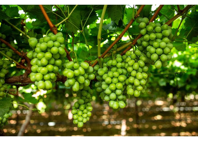 Hermosillo, Mexico-gown Prime seedless table grapes are one of the tasty varieties offered by Rio Rico, Ariz.-based Fresh Farms.