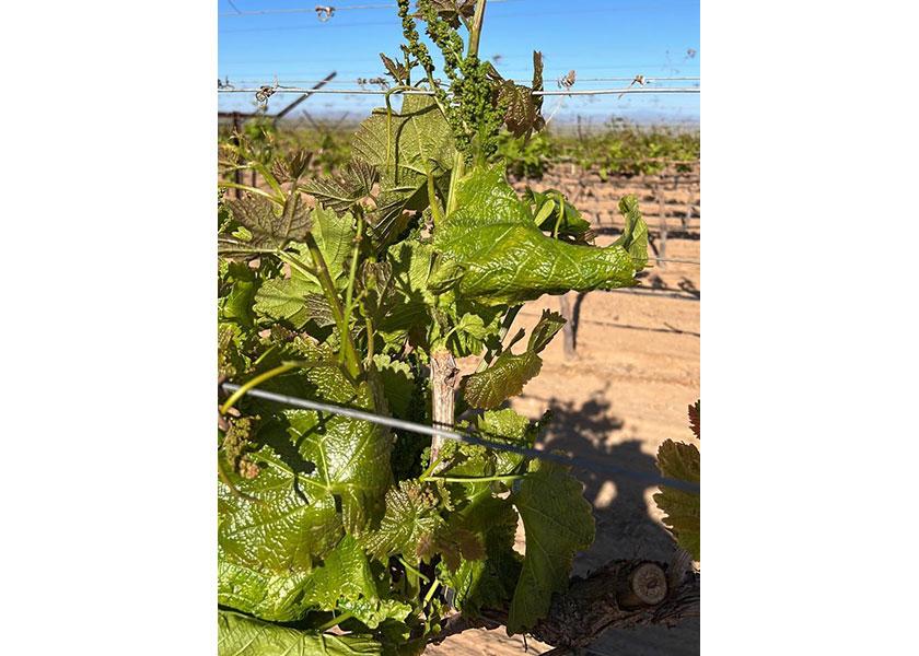 Bakersfield, Calif.-based Grapeman Farms has added acreage to produce newer, high-flavor varieties including the Sugar Drop variety, says Jared Lane, vice president of marketing.