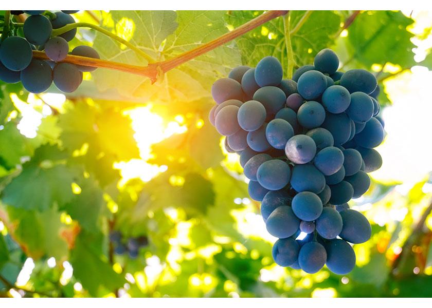 Regulatory process nears end for importing methyl-bromide-free Chilean table grapes into U.S.