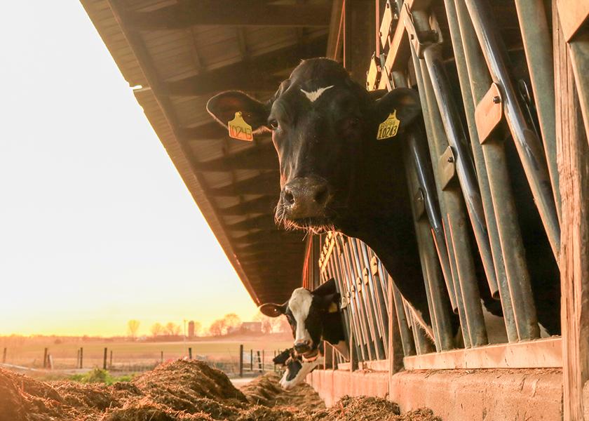 As beef production falls, meatpackers will be looking to dairy producers for cattle