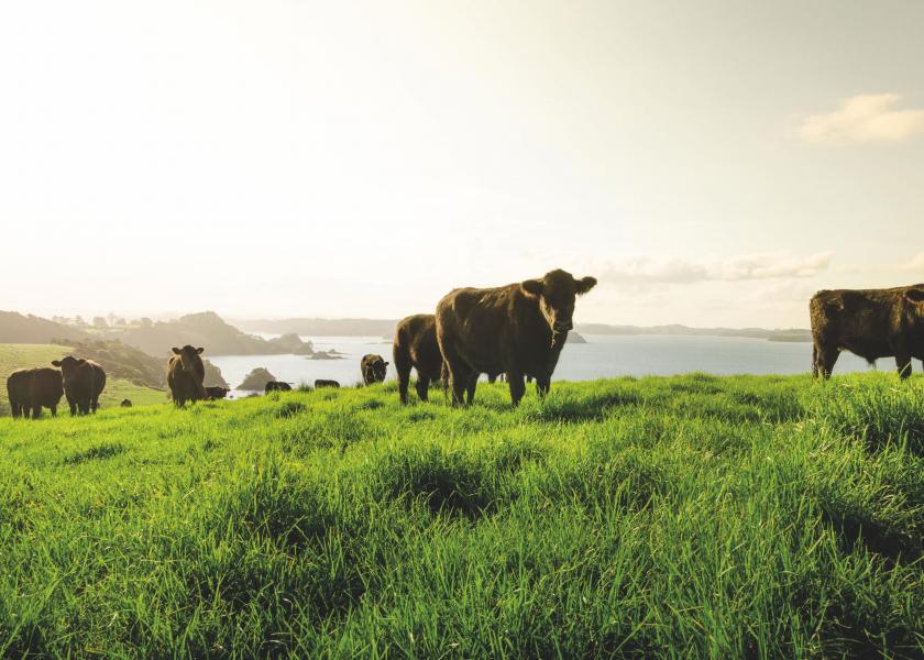 Silver Fern Farms cattle, New Zealand