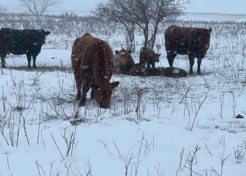 The April weather has created challenging calving conditions in North Dakota. 