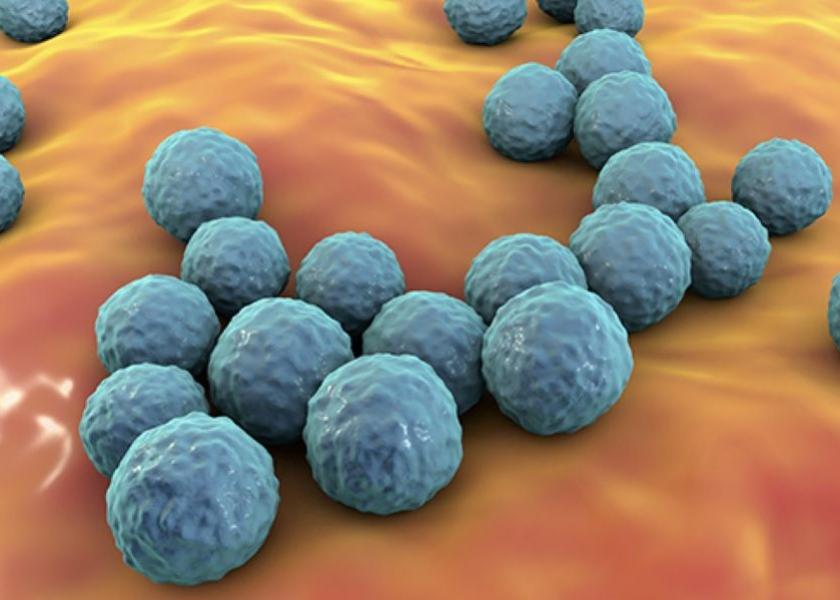A Kansas State University team finds that a species of bacteria, Enterococcus faecium, can be a source of antibiotic resistance. Enterococcus faecium, pictured above, is contained in several commercial probiotic products for swine and cattle.