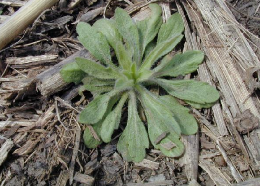 In the rush to plant early soybeans, beware of weed species that show up at the same time. A major one is marestail (horseweed), which can compete with soybeans all season long.