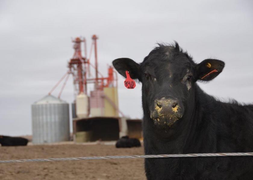 Cattle feeders are witnessing an historic price rally.