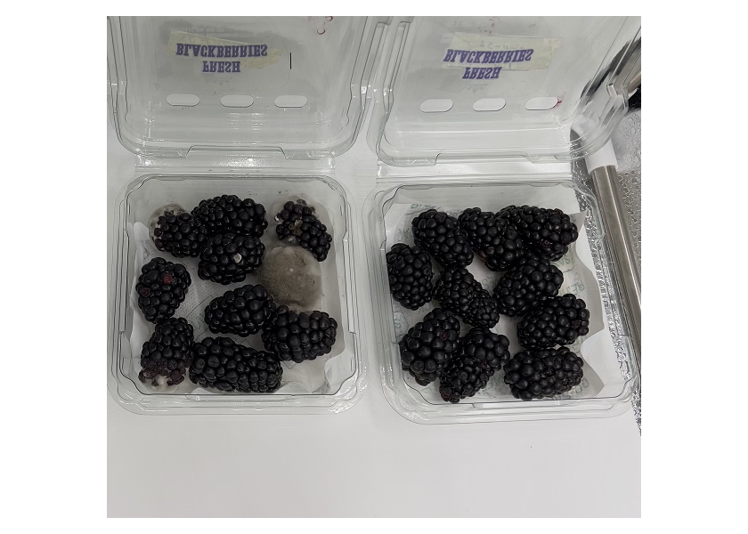 In a 14-day trial, blackberries are shown without SAVRpak (left) and with SAVRpak (right). 