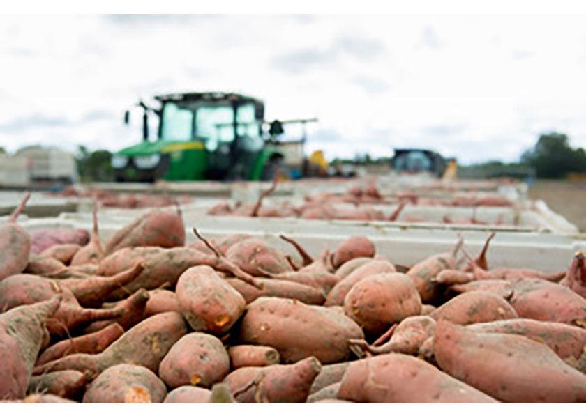 Sweet potatoes are ready to roll at Bland Farms.