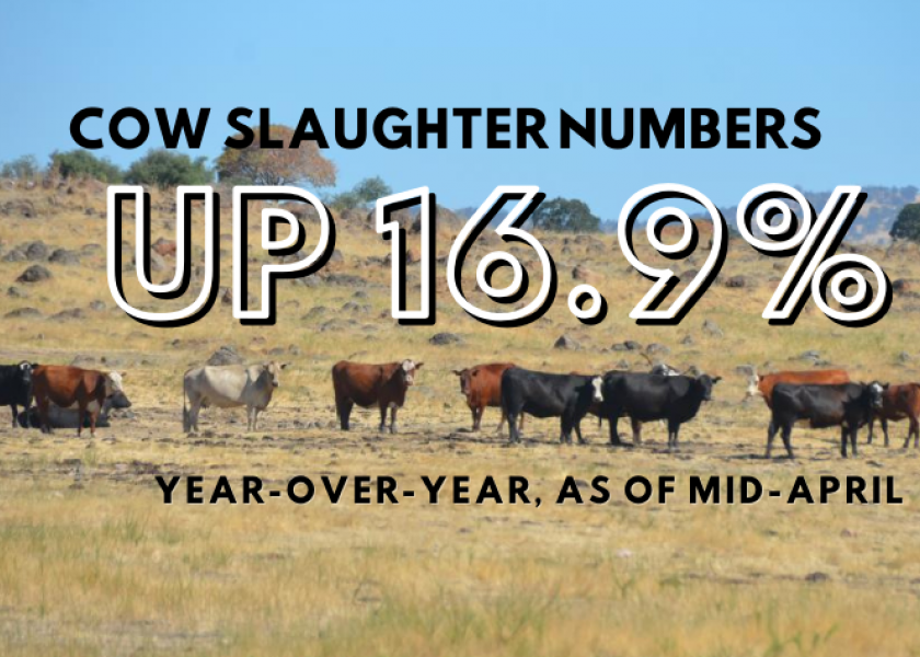 The fast pace of cow slaughter thus far implies the likelihood of significant beef cow herd liquidation in 2022. The next few months will likely have impacts on the cattle industry for several years. 