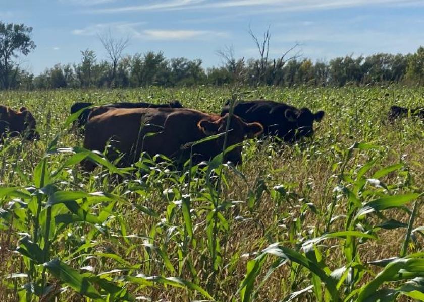 A full-season cover crop will provide an excellent option for summer and late-season grazing.