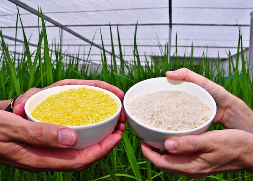 “Even though it has been blocked by so many people at so many levels, Golden Rice could be a partial remedy for a deadly problem faced by millions of dying children,” says Donald MacKenzie.