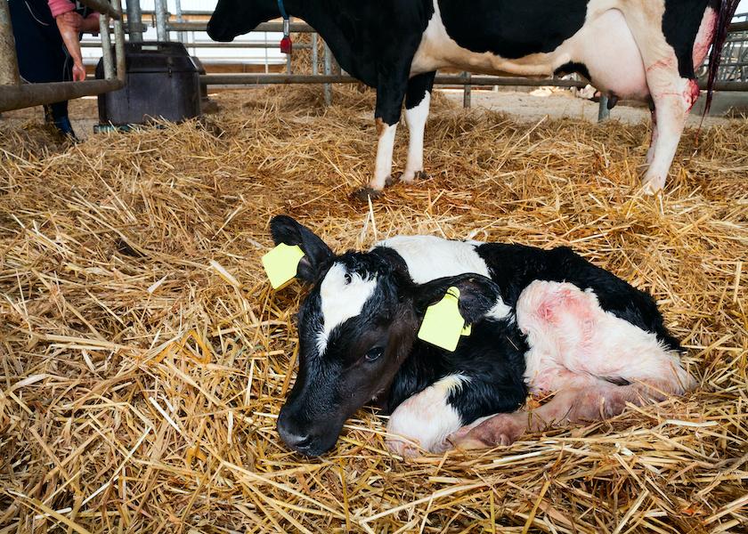 Acidification of milk or milk replacer is a common practice for some calf raisers, with some studies showing it improves weight gain and fecal scores in calves. 
