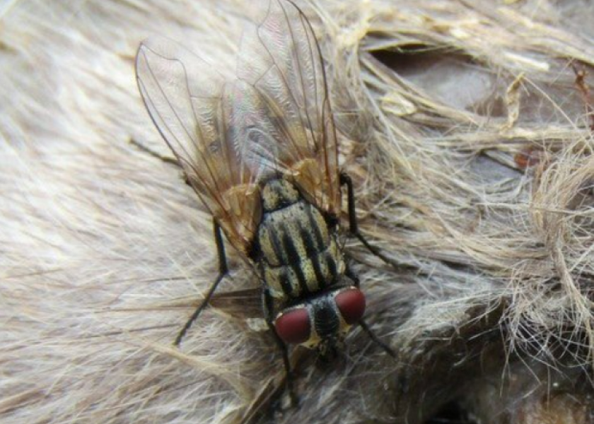 Stable flies produce painful bites that cause stress to livestock that in turn leads to economic losses.