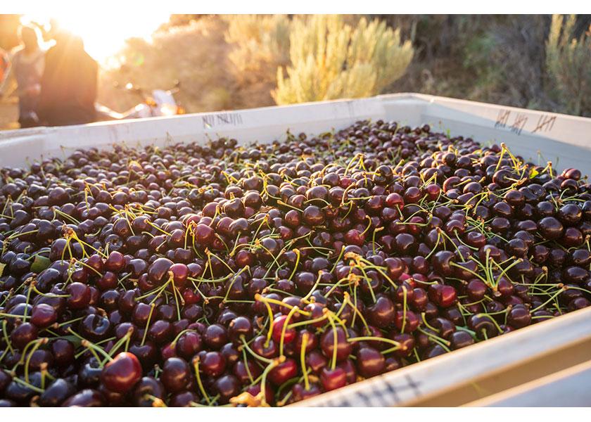 The Northwest cherry season was expected to get a later start than usual. Brianna Shales, marketing director for Wenatchee, Wash.-based Stemilt Growers Inc., says she expects to see good volume of cherries in July and August, “but likely a more spread-out crop with more selling days.”