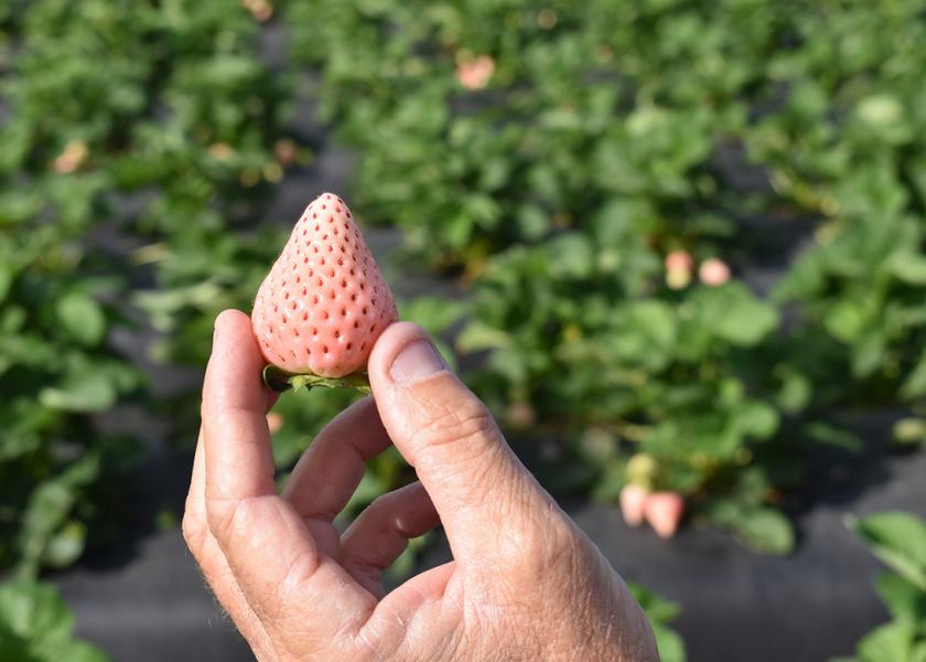 Wish Farms expects strong supply of Pink-A-Boo Pineberries.