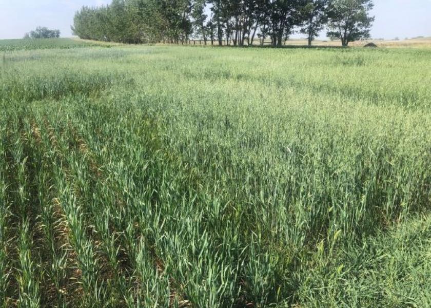 Diversifying annual forage crops reduces risk and increases resilience in forage systems. 