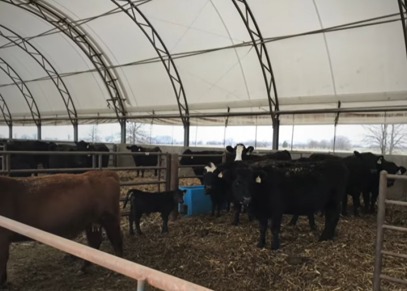Covered cow/calf facility