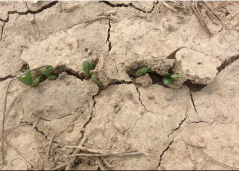 Soybeans struggle to emerge in soils that have a hard crust.