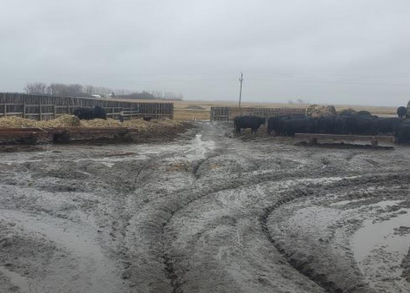 Mud will likely be an issue on many farms and ranches this spring. 