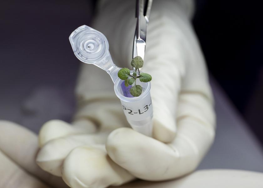 Placing a plant grown during the experiment in a vial for eventual genetic analysis.