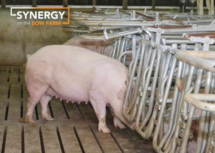 Trace Minerals Can Counter Reproductive Problems in Swine – Zinpro®