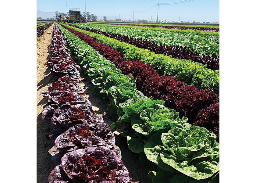 Mixed lettuce field for foodservice.