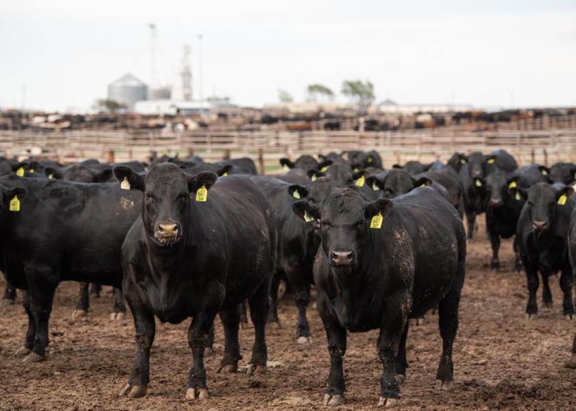 Results from the 2022 National Beef Quality Audit provide insight into the quality and value of cattle on the rail, determining ways the industry might look to improve in the coming years.