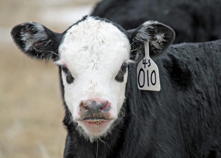 Feeding a calf a bottle multiple times a day can be rigorous for anyone. Tip 1: Within the first hour of birth, a calf needs five to six pints of high-quality colostrum, and then again within the next 12 hours. 