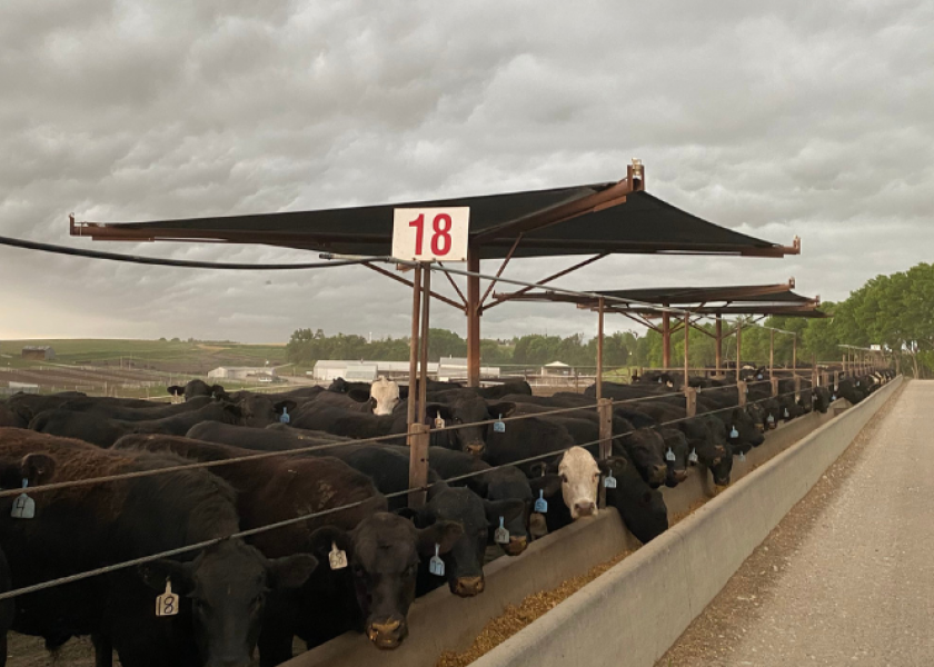 High temps are here to stay! In preparation for upcoming heat waves, here's a list of strategies to reduce the impact of heat stress on cattle and decrease the chances of cattle loss on your operation.