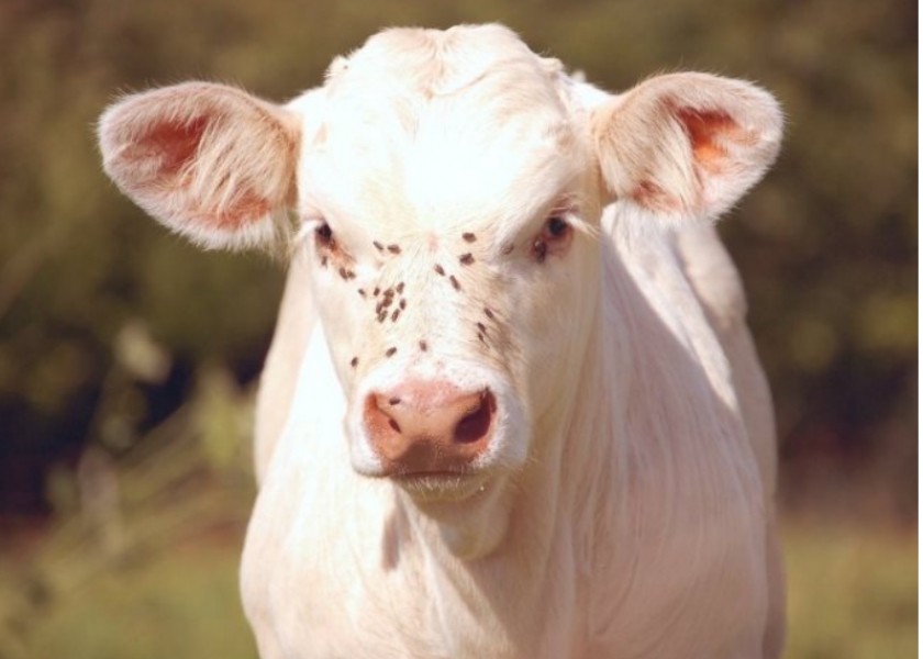 Face flies contribute to pinkeye in calves.